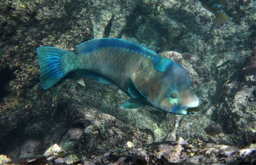 Bumphead Parrotfish