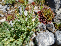 Rhodiola
