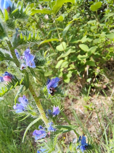 Viper's bugloss