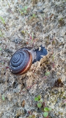 Helminthoglypta sequoicola consors