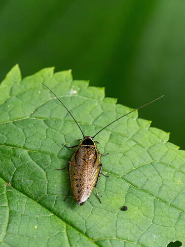 Forest Cockroach