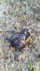 Helminthoglypta sequoicola consors