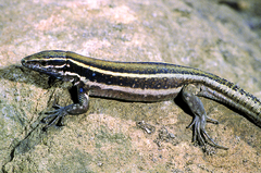 Gallotia caesaris gomerae