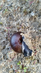 Helminthoglypta sequoicola consors