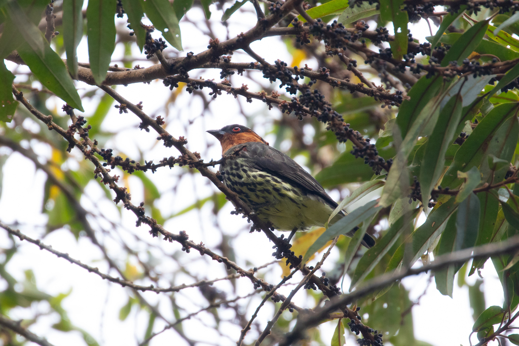 Chestnut-Crested Cotinga