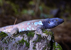 Gallotia galloti galloti