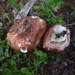 Agaricus megalocarpus - Photo (c) lostcoastmike,  זכויות יוצרים חלקיות (CC BY-NC), הועלה על ידי lostcoastmike