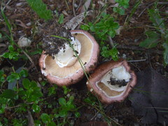 Agaricus megalocarpus