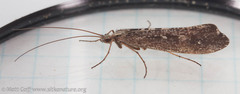 Glyphopsyche irrorata