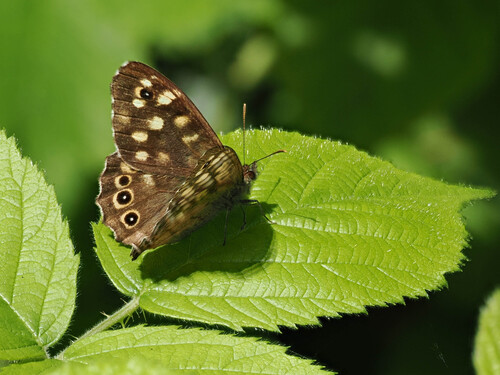 Speckled Wood