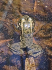 Lithobates virgatipes