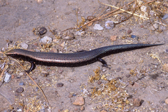 Chalcides coeruleopunctatus