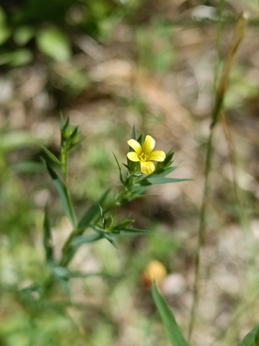 Linum trigynum, photograph 1