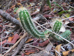 Pilosocereus catingicola salvadorensis