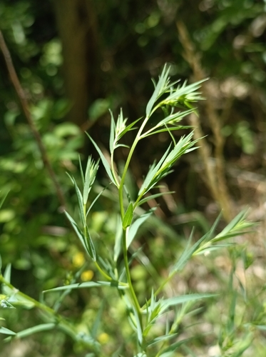 Linum trigynum, photograph 3