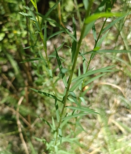 Linum trigynum, photograph 4