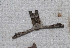 Phazaca interrupta