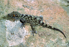 Tarentola gomerensis
