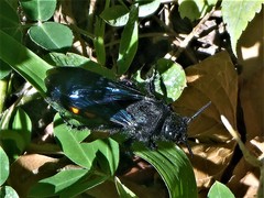 Pygodasis ephippium ephippium