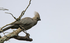 Corythaixoides concolor concolor