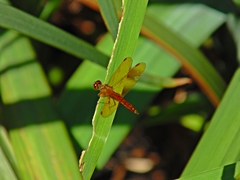 Perithemis icteroptera