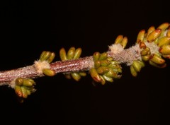 Aspalathus triquetra