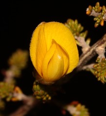 Aspalathus triquetra