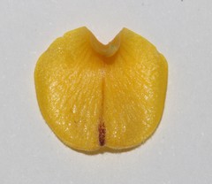 Aspalathus triquetra