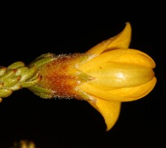 Aspalathus triquetra