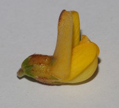 Aspalathus triquetra