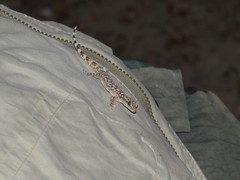 Phyllodactylus bordai