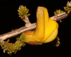 Aspalathus triquetra