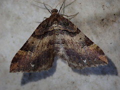 Earophila badiata