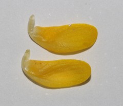 Aspalathus triquetra