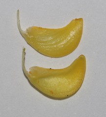 Aspalathus triquetra