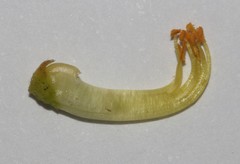 Aspalathus triquetra