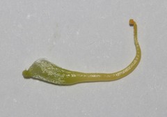 Aspalathus triquetra