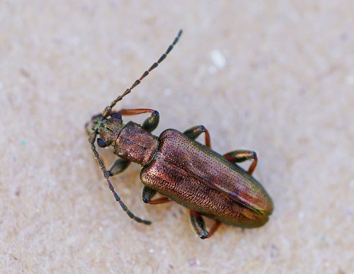 Plateumaris pusilla (Say, 1826)