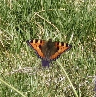 Small Tortoiseshell