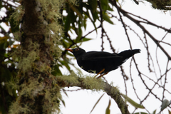 Turdus serranus