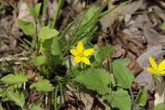 Chrysogonum