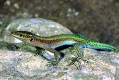 Anatololacerta pelasgiana