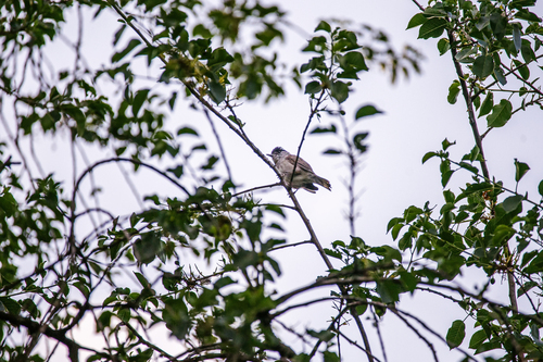 Eurasian Blackcap