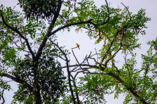 Yellowhammer