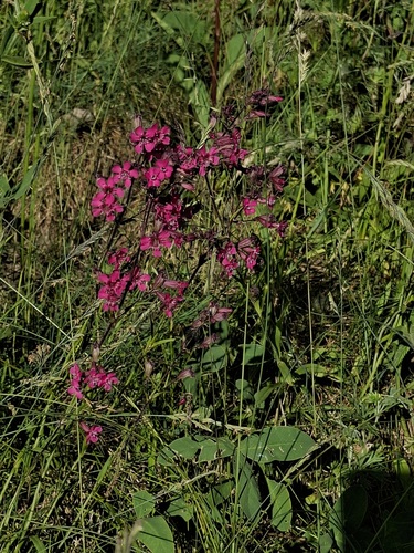 Наблюдение на iNaturalist