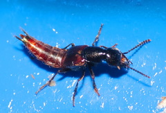 Hesperus baltimorensis