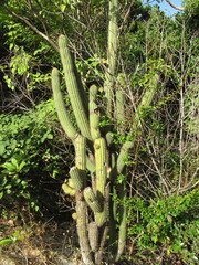 Pilosocereus catingicola salvadorensis