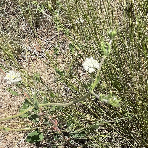 Abert's buckwheat