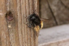 Osmia