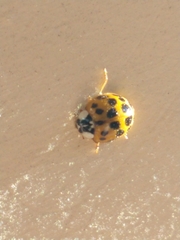 Harmonia axyridis